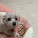원두네멍냥백서