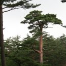 금강송 생태경영림 | 2010하계휴가 캠핑