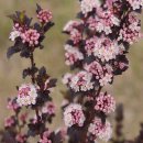 국수나무 이미지