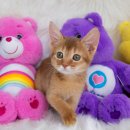 천안 고양이분양 도로시펫 이미지