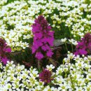 구름자리 이미지