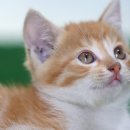 오창동물병원 이미지