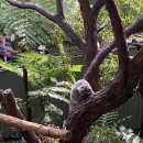 광역투어(다섯째주, 일) | [혼자 시드니 여행 4일차(9/26)] 개인적으로 시드니 최고의 동물원은 타롱가주다. 반박시 당신말이 맞다.