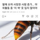 벌에 쏘여 사망한사람 증가 '이 색'옷 입지 말아야.. 이미지