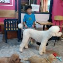 꽃보다 개 이미지