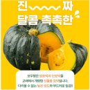 제주 미니 밤 단호박 2kg 혼합과 6900원 무배 이미지