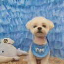 바비펫살롱 이미지