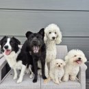 101애견유치원 이미지