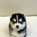 똥강아지 김해 강아지분양 고양이분양 | 김해강아지분양 테일러퍼피에서 느낀 신뢰 포인트