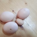 오골계마을 이미지