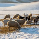 말무리목장 이미지