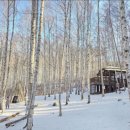 자작나무 숲 | [공지] 강원도 인제 자작나무숲 후기 겨울·사계절 모두 아름다운 힐링 숲길