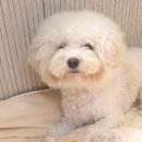 재화애견수제간식 이미지