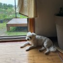 말티즈민박