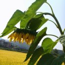 마장1리 이미지