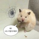 크로스핏 V8 | [남양주] 평내 크로스핏/호평 크로스핏 "크로스핏 V8" 체험 후기#Crossefit #CrossfitV8 : 드랍인 후기