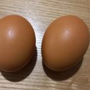 반딧불청과 이미지