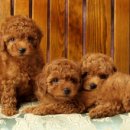 곱슬강아지 이미지