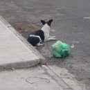 가족이랑개 이미지