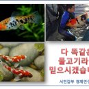 코이 이미지