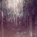 Good Forest 이미지