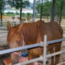 우농타조농장 이미지