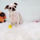 요크독애견샵 이미지