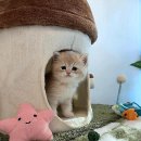 천안고양이 분양 퍼스트캣 본점 이미지