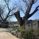 석지 | 연화지 근처 이런 곳이? 김천 외입석지 줄 서지 않고 벚꽃 즐기는 꿀팁