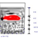 산양삼(장뇌삼) 씨앗 개갑방법. 이미지