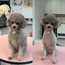꾸니베어 이미지