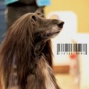 도그살롱 이미지