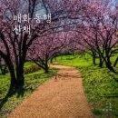 신녕IC-동군위IC(상주) | 봄꽃 여행 추천｜3/5~31까지 군위 사유원 매화축제 일정, 사진 명소, 국악 공연 총정리