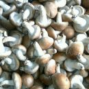 대술농장 이미지