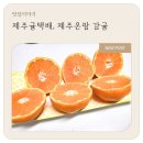 제주온팜
