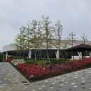 동춘인라인롤러경기장 | [인천/연수] 연수구에서 등나무꽃 맛집 발견! (5/6 상황) : 동춘인라인 롤러경기장 안 등나무꽃