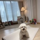 코스트코펫매트 비숑 슬개골에 안전한 펫노리터 강아지거실매트 구매후기