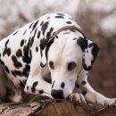 달마시안 이미지
