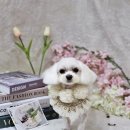 멍뭉이 이발소 이미지