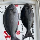 덕용민박 | 울릉도 벵에돔 낚시 _요즘 시절