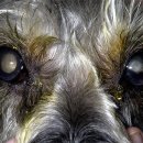 날으는 동물병원 이미지