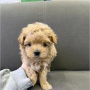 버디독 강아지분양 안심분양센터 시흥점 | 시흥강아지분양 버디독 강아지분양 안심분양센터 시흥점 신뢰할 수 있는 업체 선정과 건강한 반려견...