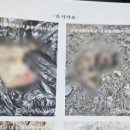 사단법인 동물사랑연대고사모 이미지