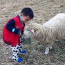 초안목장 이미지