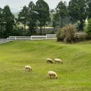 동진목장 이미지