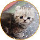 아담스펫 강아지분양 고양이분양 일산점 이미지