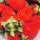 장희농장 | 죽향딸기 시기 이번 해 여러 농장 먹어본 후기