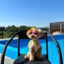 굿나잇도그 이미지