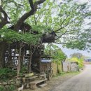 [김제 카페] 전주 근교 김제의 특별한 카페, 미즈노씨네 트리하우스