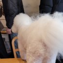 몰캉 | 매혹천재 일기 - 만병통치약 몰캉